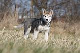 ALASKAN MALAMUTE 854